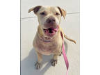 Adopt Fig a Tan/Yellow/Fawn Mixed Breed (Large) / Mixed dog in Fernandina Beach
