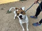 Adopt Tyson (TV Celebrity) a Brown/Chocolate Mixed Breed (Medium) / Mixed dog in