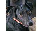 Adopt Burke a Black Labrador Retriever / Labrador Retriever dog in manahawkin