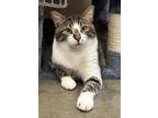 Adopt Diego a Brown Tabby Domestic Shorthair (short coat) cat in Marietta