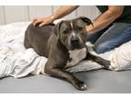 Adopt Heidi a Gray/Blue/Silver/Salt & Pepper Terrier (Unknown Type