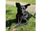 Adopt Xandra a Black Retriever (Unknown Type) / Labrador Retriever / Mixed dog