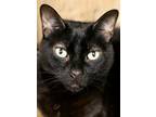 Adopt Sasquatch a All Black Domestic Mediumhair / Domestic Shorthair / Mixed cat
