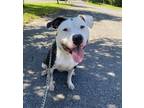 Adopt Domino a American Pit Bull Terrier / Mixed dog in Kingston, NY (38183074)