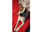 Adopt Holly a White - with Tan, Yellow or Fawn Pit Bull Terrier / Hound (Unknown