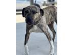 Adopt Tony Tiger a Mastiff / American Staffordshire Terrier / Mixed dog in