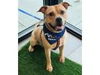 Adopt ZAVIER a American Staffordshire Terrier