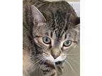 Adopt Pepper a Brown Tabby Domestic Shorthair / Mixed (short coat) cat in