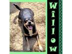 Adopt Willow a Hound (Unknown Type) / Mixed Breed (Medium) / Mixed dog in Mena