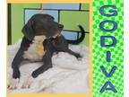 Adopt Godiva a Greyhound / Mixed Breed (Medium) / Mixed dog in Mena