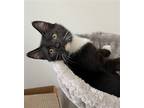 Adopt Pistachio Pudding a Domestic Shorthair / Mixed (short coat) cat in