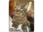 Adopt Bromine a Brown Tabby Domestic Shorthair (short coat) cat in Asheville