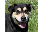 Adopt Helio a Shepherd (Unknown Type) / Mixed dog in Nashville, IN (38250902)