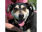 Adopt Dario a Terrier (Unknown Type, Medium) / Mixed dog in Nashville