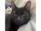 Adopt Echo a Domestic Mediumhair / Mixed cat in Potomac, MD (38232343)