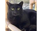 Adopt Joey a Domestic Shorthair / Mixed cat in Rocky Mount, VA (38168697)