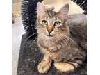 Adopt Bonnie Adoption Fee Sponsored a Abyssinian / Mixed cat in Rocky Mount