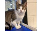 Adopt Bliss Adoption Fee Sponsored a Domestic Shorthair / Mixed cat in Rocky