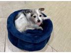 Adopt Kafray a Jack Russell Terrier