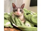Adopt Zazu a Gray or Blue (Mostly) Domestic Shorthair / Mixed (short coat) cat