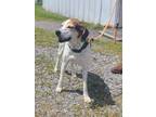 Adopt Brioche a Hound (Unknown Type) / Mixed dog in Cleveland, TN (38245459)