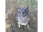 Adopt Carlos a Black Shepherd (Unknown Type) / Mixed dog in Albert Lea