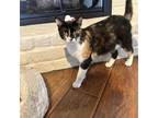 Adopt Petal M a Tortoiseshell Domestic Shorthair / Mixed cat in ROSENBERG