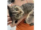 Adopt Copper a Brown or Chocolate Domestic Shorthair / Domestic Shorthair /