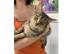 Adopt Atala a Brown or Chocolate Domestic Longhair / Domestic Shorthair / Mixed
