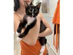 Adopt Junebug a All Black Domestic Shorthair / Domestic Shorthair / Mixed cat in