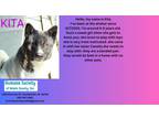 Adopt Kita a Akita / Mixed dog in Kendallville, IN (38084990)