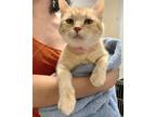 Adopt Tootsie a Orange or Red Domestic Shorthair / Domestic Shorthair / Mixed