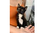 Adopt Kit Kat a All Black Domestic Mediumhair / Domestic Shorthair / Mixed cat
