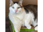 Adopt Troubles a White Domestic Mediumhair / Mixed cat in Colorado Springs