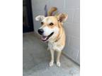 Adopt Millie a Red/Golden/Orange/Chestnut Australian Cattle Dog / Mixed dog in