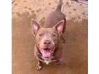 Adopt Buzz a American Pit Bull Terrier / Mixed dog in San Diego, CA (38296265)
