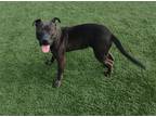 Adopt Dill Pickles - $75 Adoption Fee! Diamond Dog! a Black Labrador Retriever /