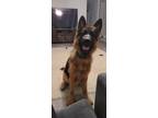 Adopt Mojo a Black - with Tan, Yellow or Fawn German Shepherd Dog / German