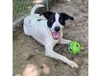 Adopt Cow A Bunga (Ralphie) a English Pointer / Hound (Unknown Type) / Mixed dog
