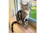Adopt Wednesday a Brown Tabby Domestic Shorthair / Mixed (short coat) cat in