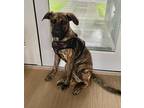 Adopt Oliver a Brindle Plott Hound / Mixed dog in Sagaponack, NY (38228347)
