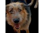 Adopt Ziggy a Tan/Yellow/Fawn Irish Wolfhound dog in Vail, AZ (38283613)