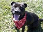 Adopt BRADLEY a Black Pit Bull Terrier / Labrador Retriever / Mixed dog in
