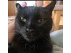 Adopt Alise a All Black Domestic Shorthair / Mixed cat in Rochester