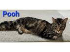 Adopt Pooh a Brown Tabby Domestic Shorthair / Mixed cat in Rochester