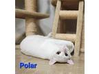 Adopt Polar a White Domestic Shorthair / Mixed cat in Rochester, NY (38283396)