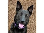 Adopt Vixen a Black Shepherd (Unknown Type) / Mixed dog in Pendleton