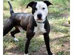Adopt Banjo a Staffordshire Bull Terrier