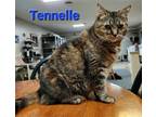 Adopt Tennelle a Brown Tabby Domestic Shorthair / Mixed cat in Rochester