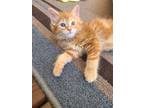 Adopt Russ a Orange or Red American Shorthair / Mixed (medium coat) cat in West